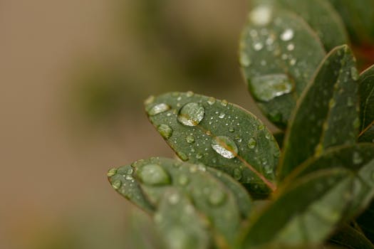 What is liquid chlorophyll used for?