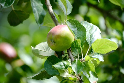 Vitamin K2: What is it for?